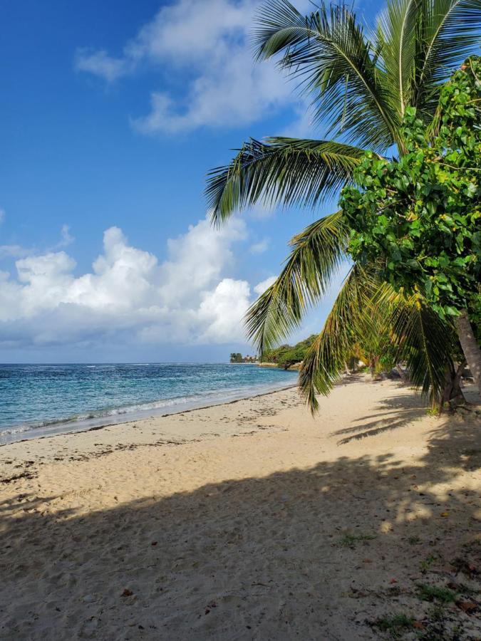 Villa L'Anjou Creole A Sainte Anne En Guadeloupe Avec Piscine Privee Et 2 Chambres Pour 4 Personnes Exteriör bild